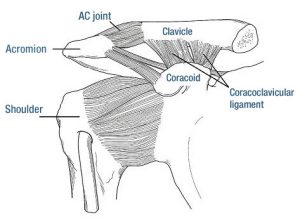 ac-anatomy